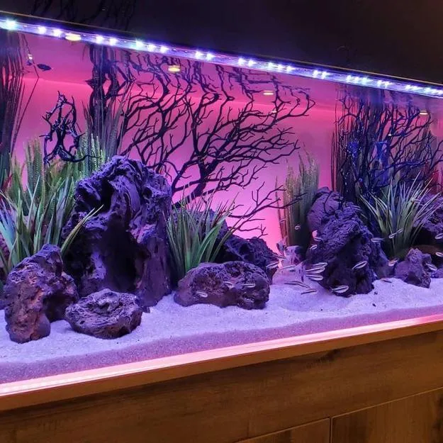 4 Best Aquarium Decorations for a Stunning Look