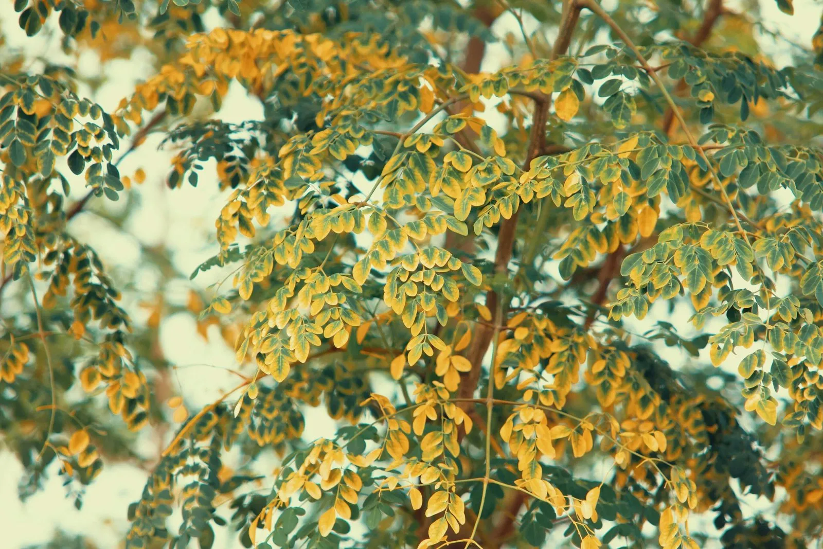Does Moringa Actually Work For Boosting Energy?