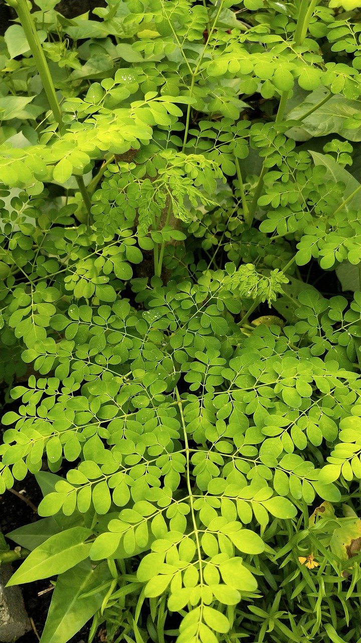 Exploring Does Moringa Detox the Body?
