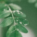 Exploring the Benefits of Moringa for Kidney Health