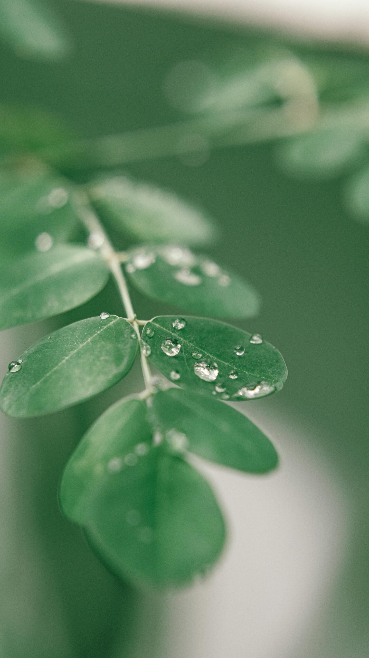 Exploring The Benefits Of Moringa For Kidney Health