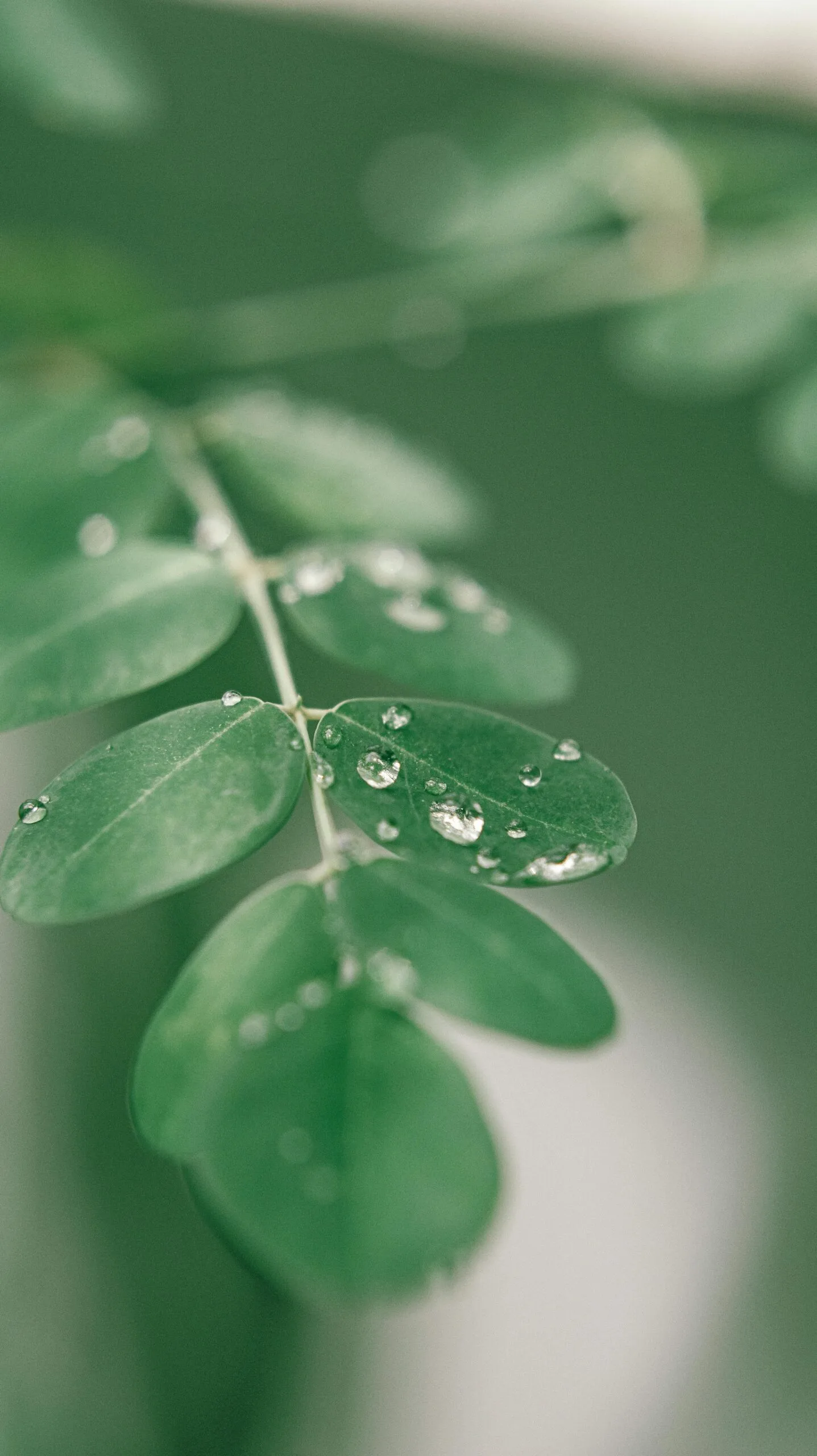 Exploring The Benefits Of Moringa For Kidney Health