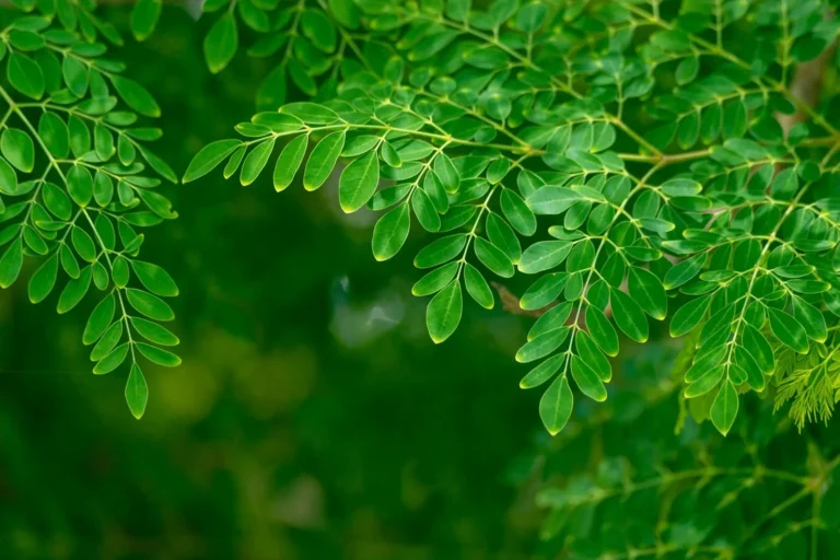 Exploring the Benefits of Taking Moringa Daily Exploring the Benefits of Taking Moringa Daily