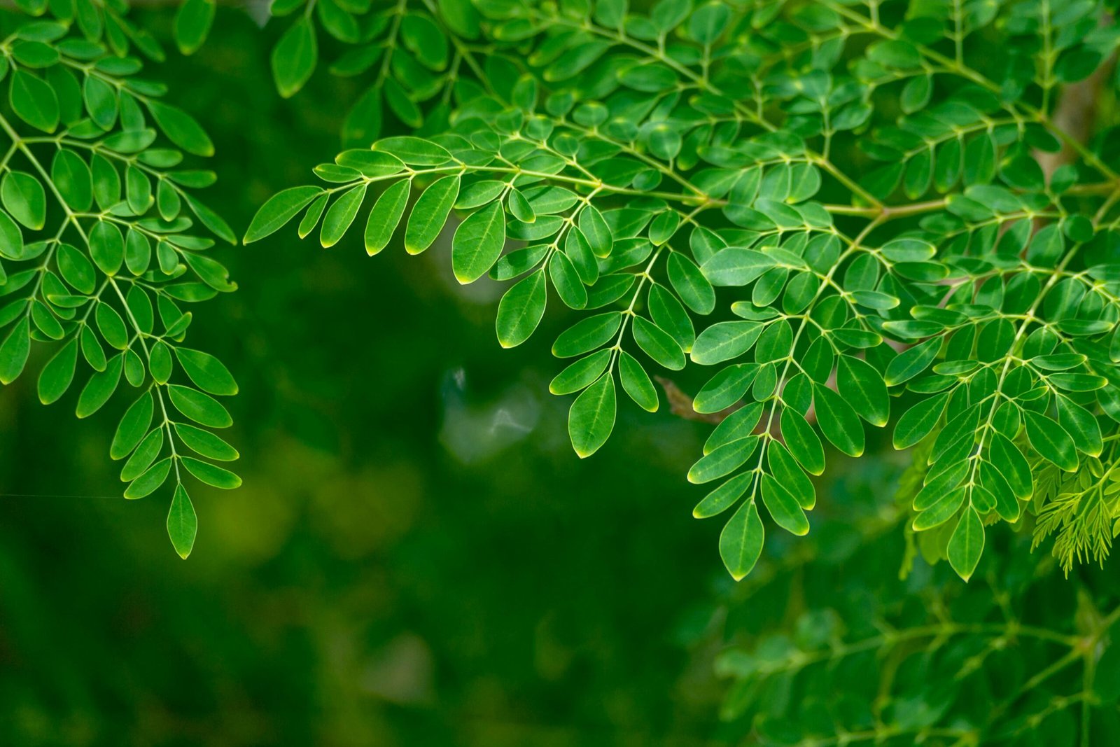 Exploring The Benefits Of Taking Moringa Daily