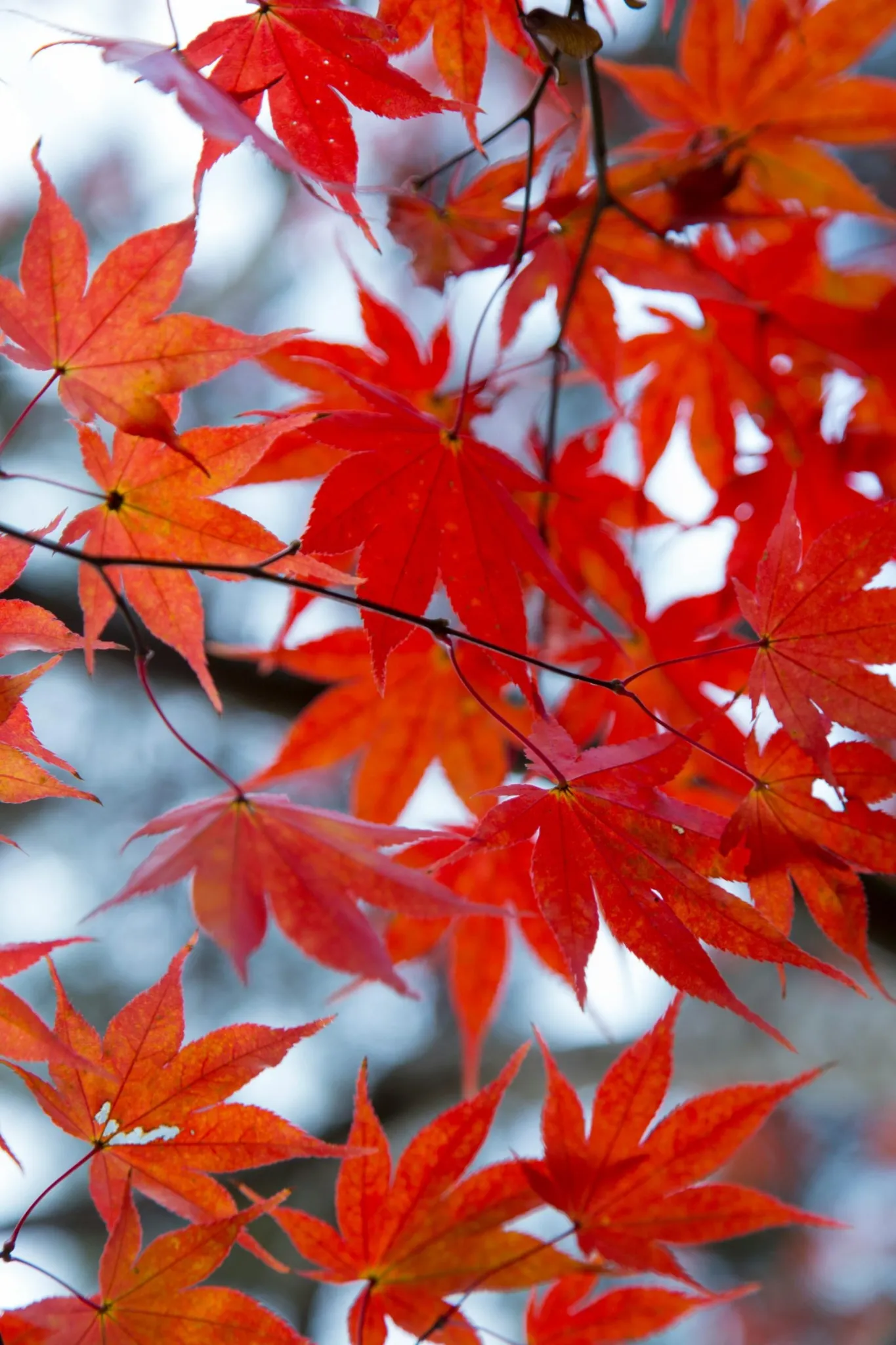 Exploring The Side Effects Of Nagano Tonic