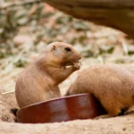 How Many Eggs Can You Eat on the Mediterranean Diet?