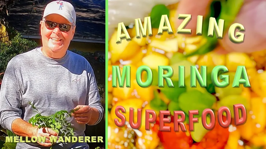 Unlocking the Energy of Moringa: The Latter Superfood