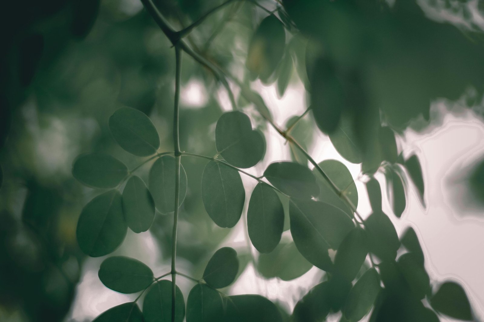 What Moringa Does for Your Overall Health