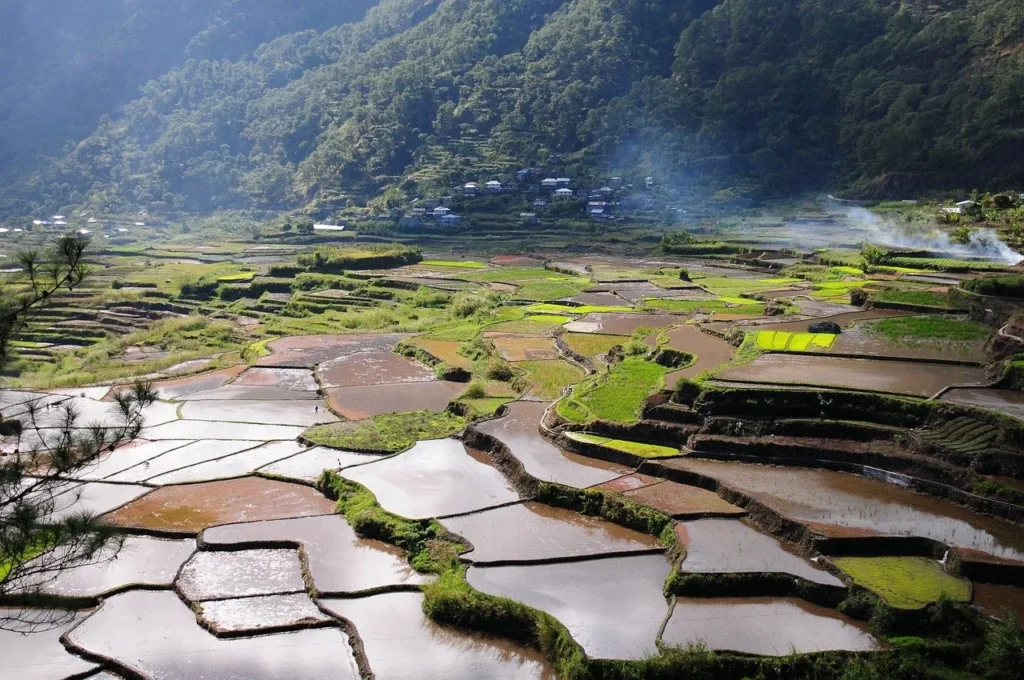 What Types of Rice Are Allowed on the Mediterranean Diet?
