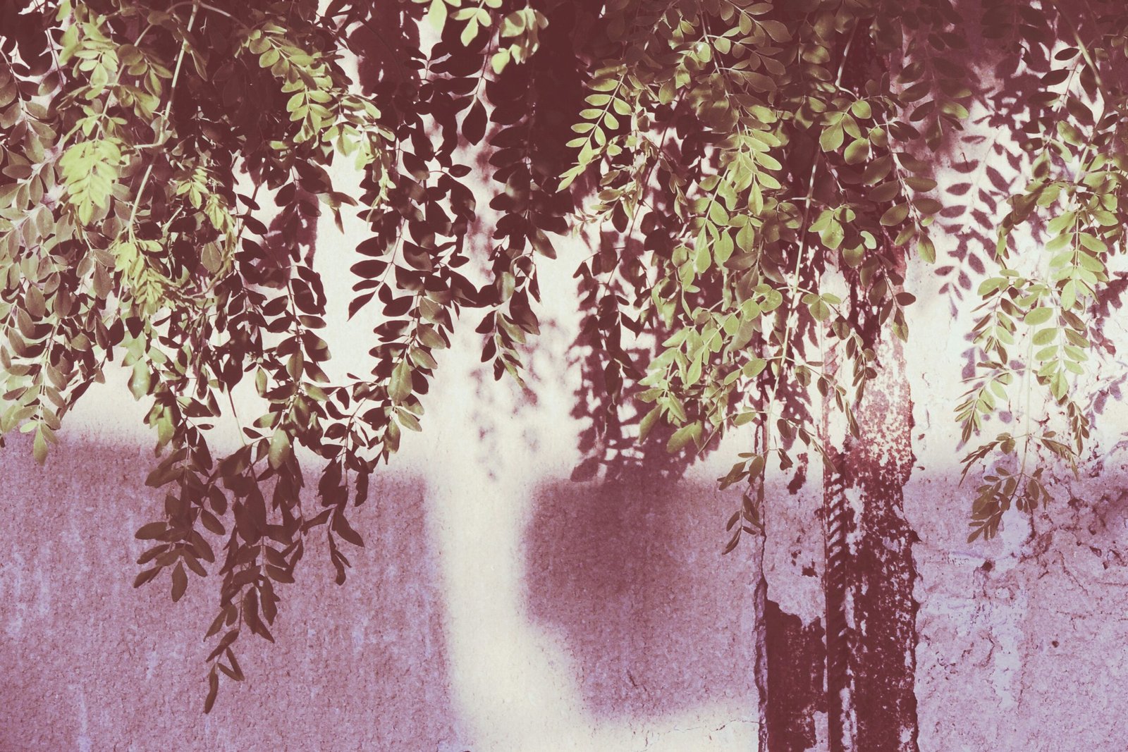 Can Moringa Help in Balancing Hormones?