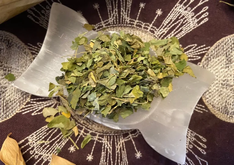 From Farm to Desk: The Walk of Moringa Witchcraft