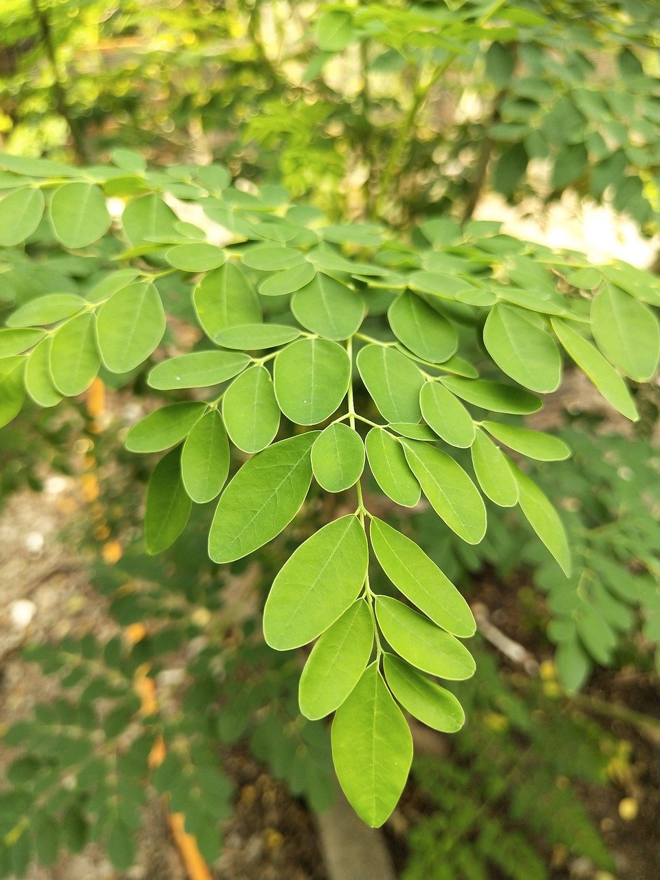 Is Moringa Powder or Tablet Better for Daily Use?