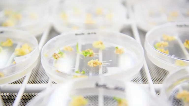 Meet the Plant Hacker Creating Flowers Never Seen (or Smelled) Before – Mother Jones