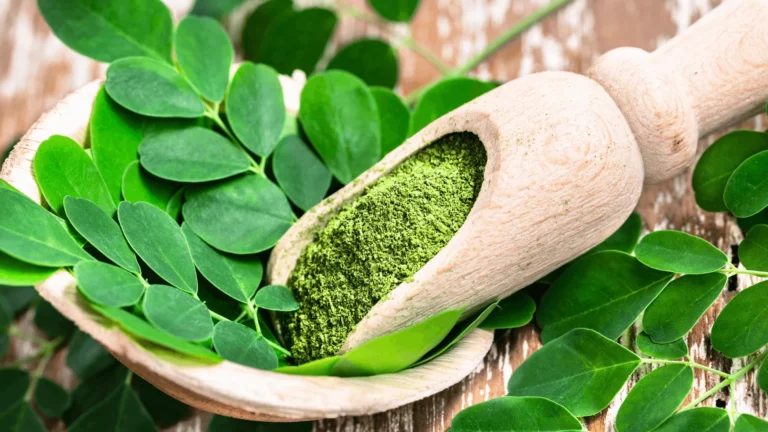 Moringa Insanity: Why This Superfood is Taking the Condition Global via Hurricane Moringa Insanity: Why This Superfood is Taking the Condition Global via Hurricane