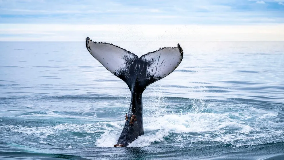 Norway’s Whales Harassed, and Threatened, by “Nonstop” Underwater Din – Mother Jones