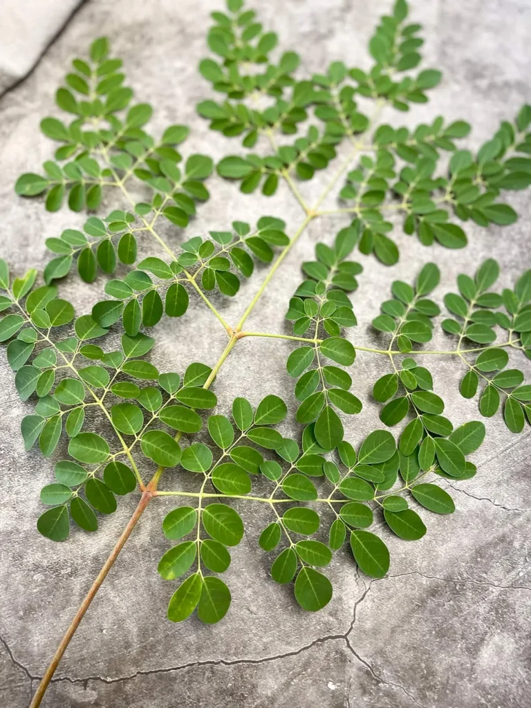 Uncover the Recovery Advantages of Moringa: Nature’s Awe Plant | ,uncover the recovery advantages of moringa: nature’s awe plant, nature’s
