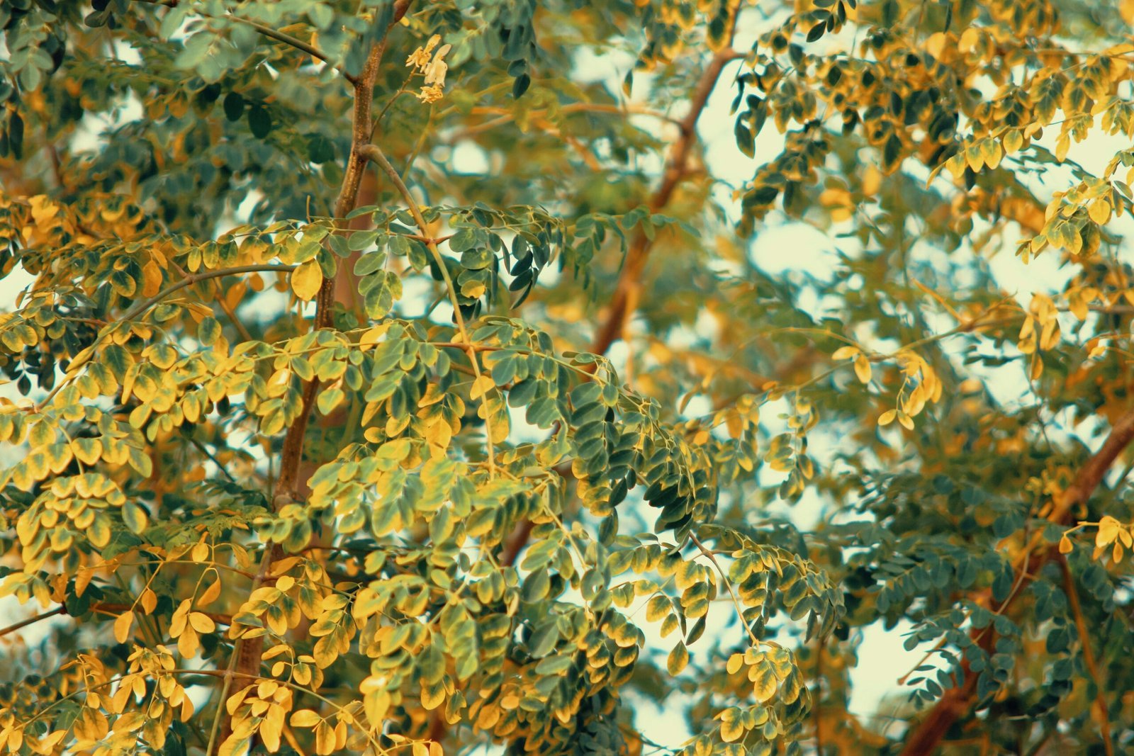 Can Moringa Help with Diabetes Management?