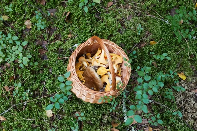Unlocking The Power Of Medicinal Mushrooms: An Informative Guide