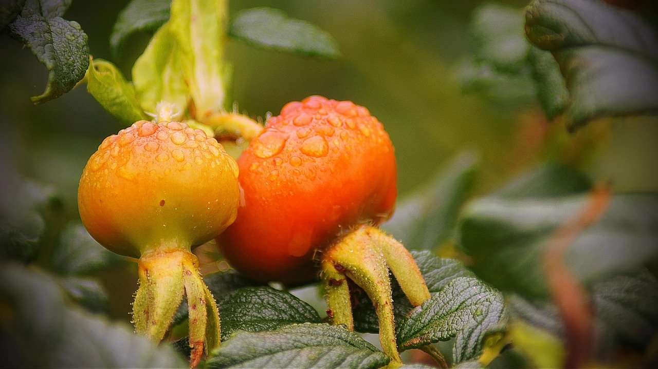 How Do Antioxidants in Mitolyn Protect Against Free Radicals?