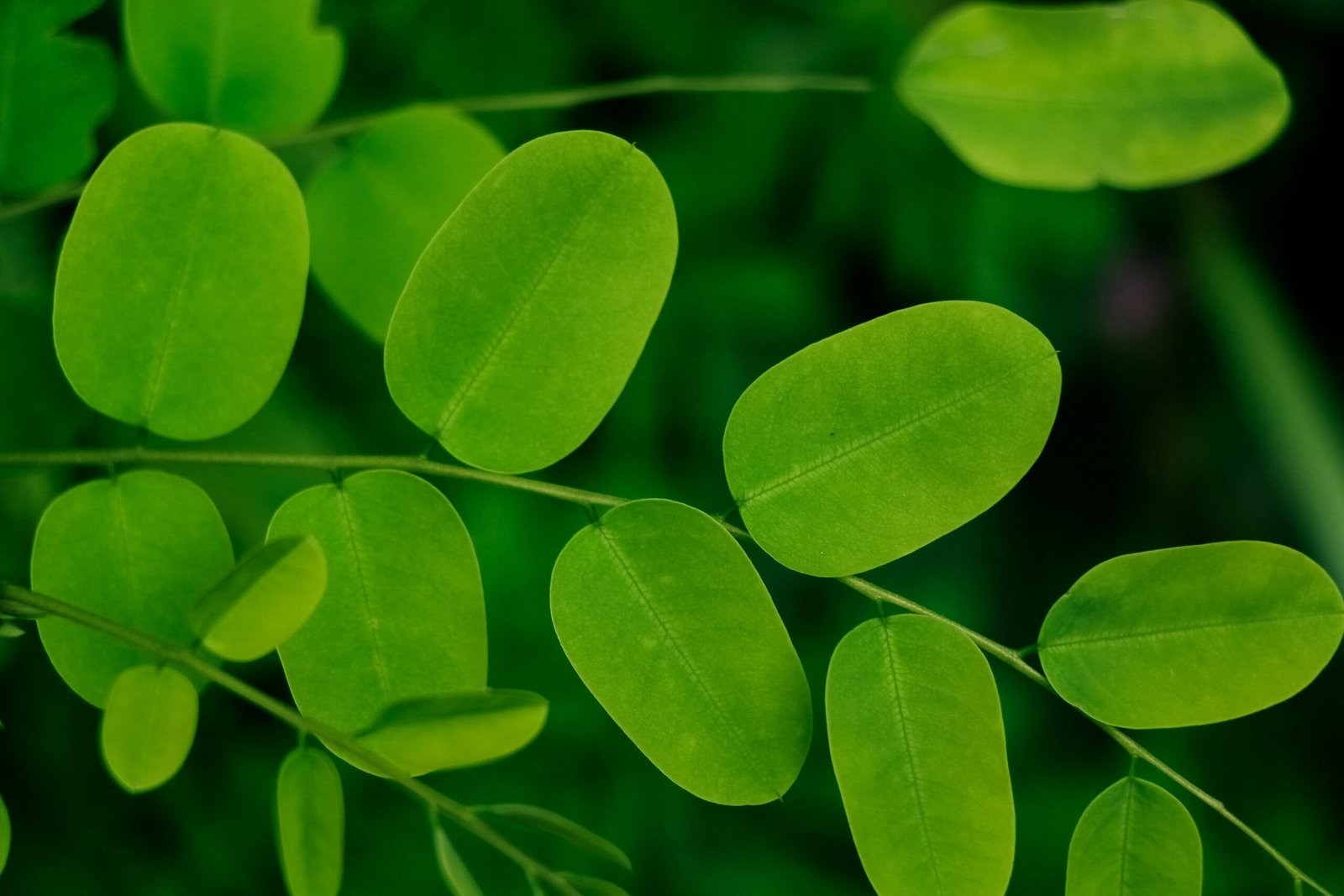 The Impact of Moringa on Metabolism
