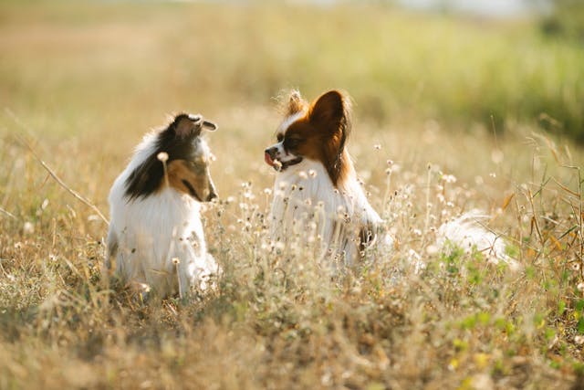 How A Daily Supplement May Help Dogs During Seasonal Changes How A Daily Supplement May Help Dogs During Seasonal Changes