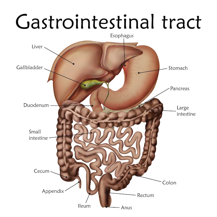 How does your body make poop? How does your body make poop?