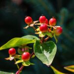 From the Garden to the Medicine Cabinet: Herbal Solutions for High Blood Sugar