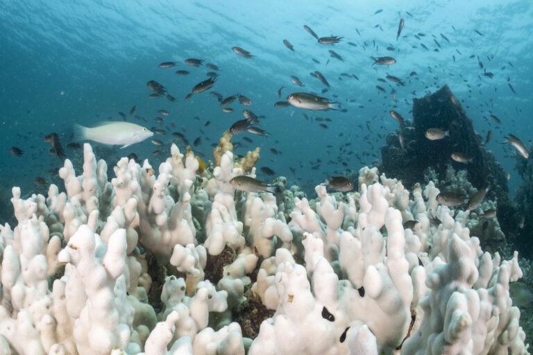 Scientists Warn Planet Has Passed “Tipping Point” as Warm-Water Coral Reefs Die
