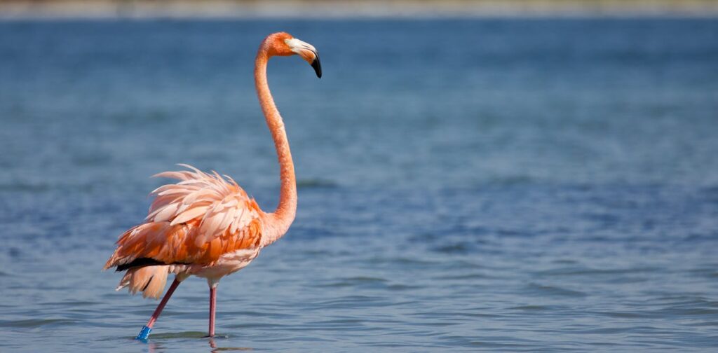 Flamingos are making a home in Florida again after 100 years – an ecologist explains why they may be returning for good