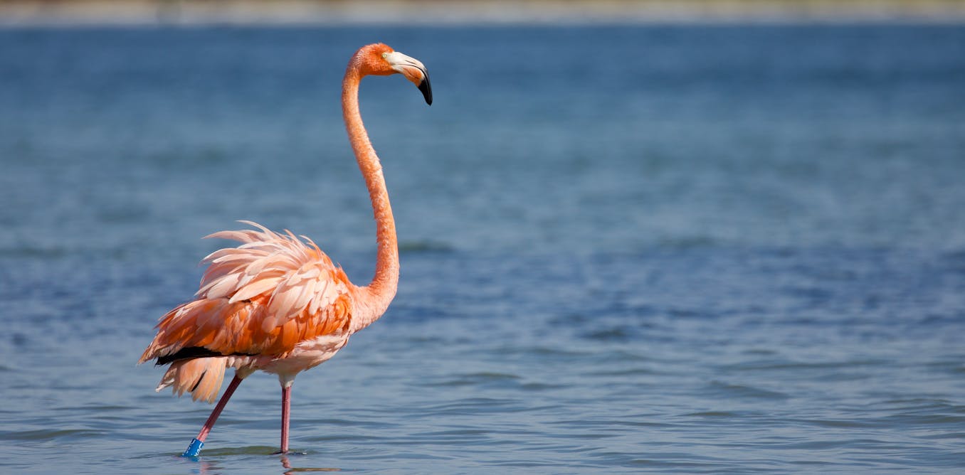 Flamingos are making a home in Florida again after 100 years – an ecologist explains why they may be returning for good